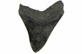 Fossil Megalodon Tooth - South Carolina #158914-1